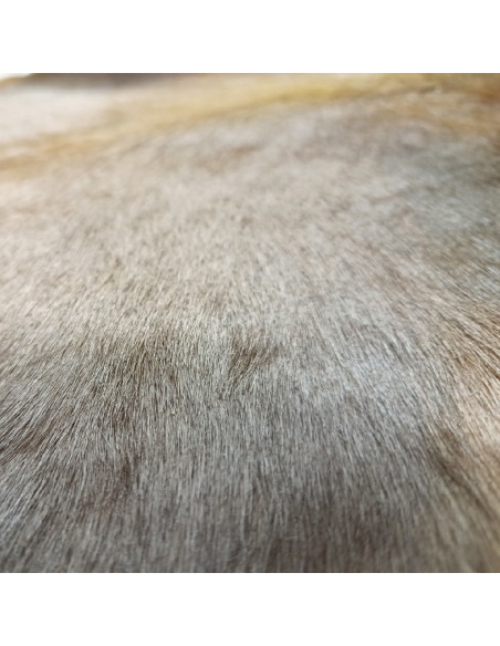 Canary Goat Skin Rug 🐐3