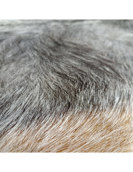 Canary Goat Skin Rug 🐐7